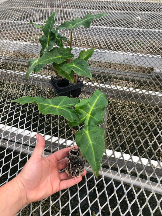 A 4 pack of Alocasia 'Golden Dragon' with one starter plant pulled out to show detail. The starter plant, being held in a hand for scale, has three dark green leaves that are about hand sized, and healthy roots are visible in the compostable soil pot.