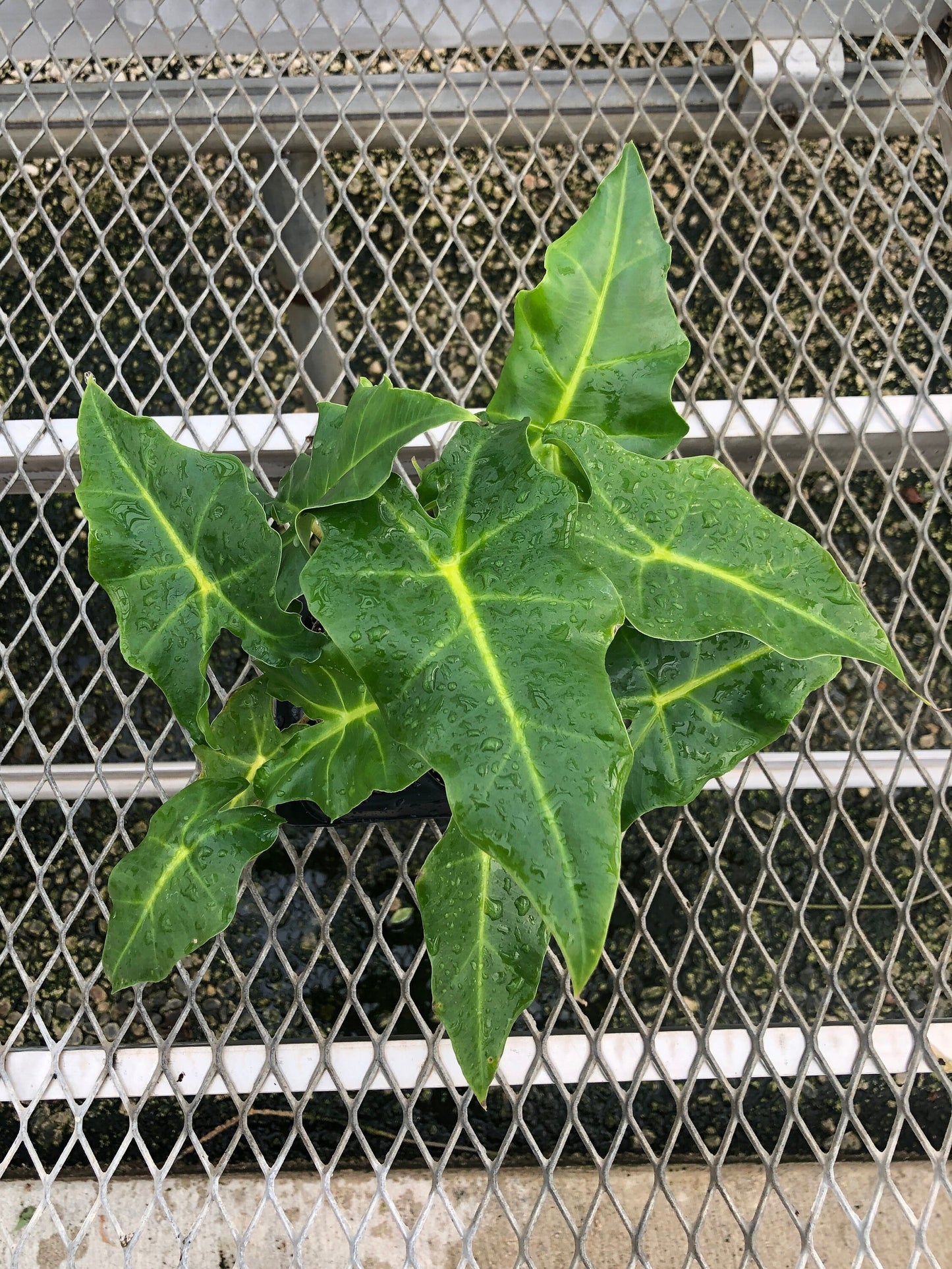 A 4 pack of Alocasia 'Golden Dragon' pictured from above. These young 'Golden Dragon' are already showing their characteristic dark green leaves and yellow veins.