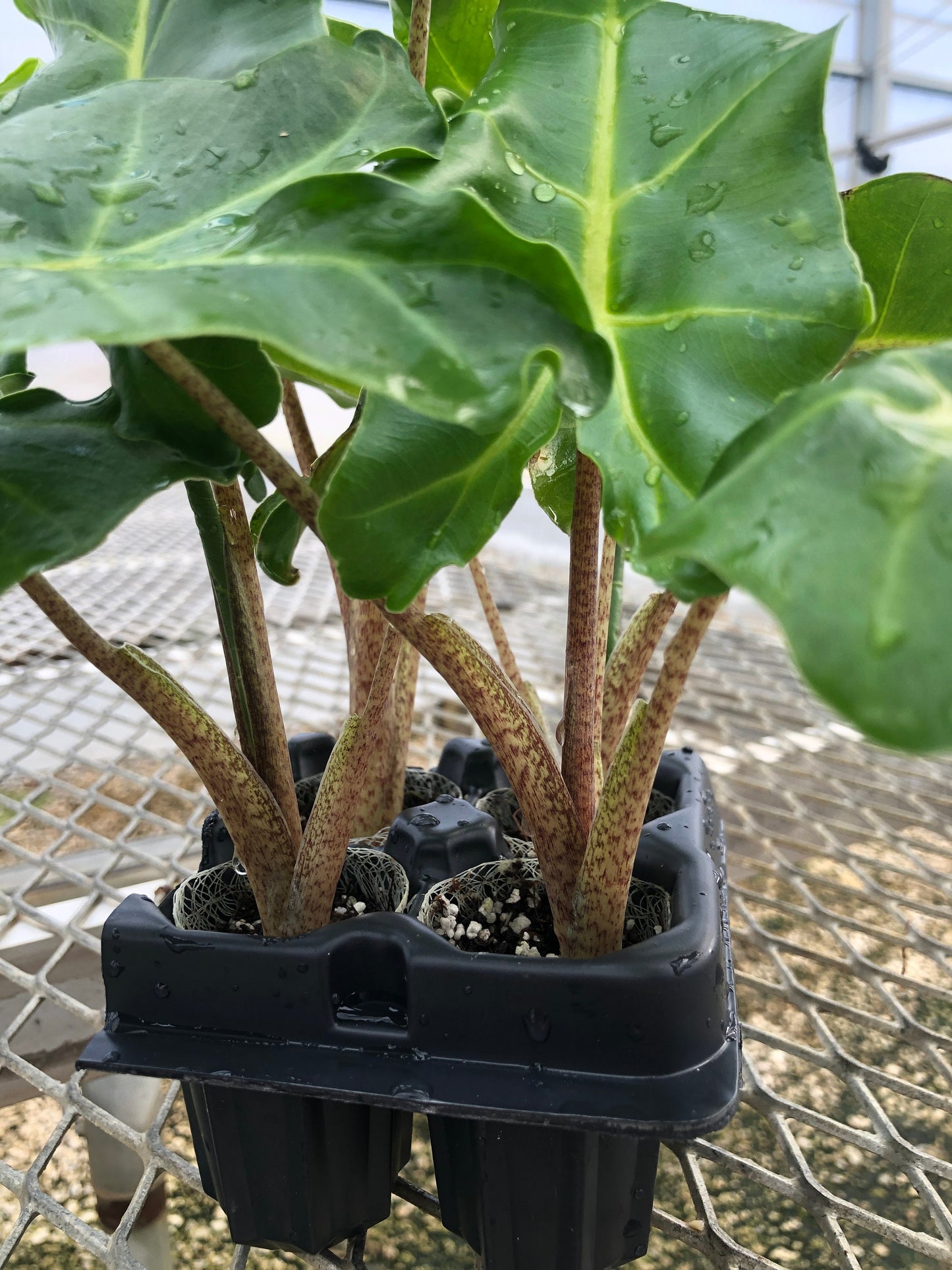 A close up of the stems of a 4 pack of Alocasia 'Golden Dragon'. The young stems are still spotted yellow and brown with some red notes, but will turn to a more solid yellow as the plants mature.