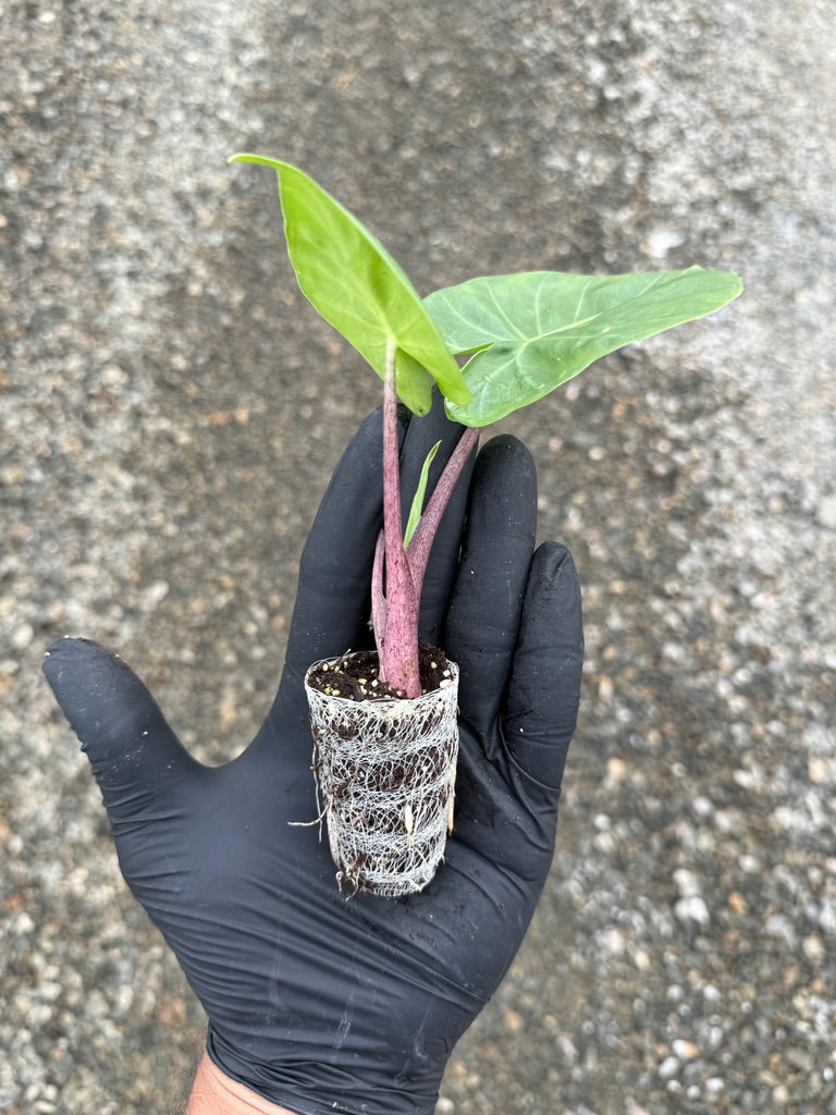 Alocasia 'Imperial Red'