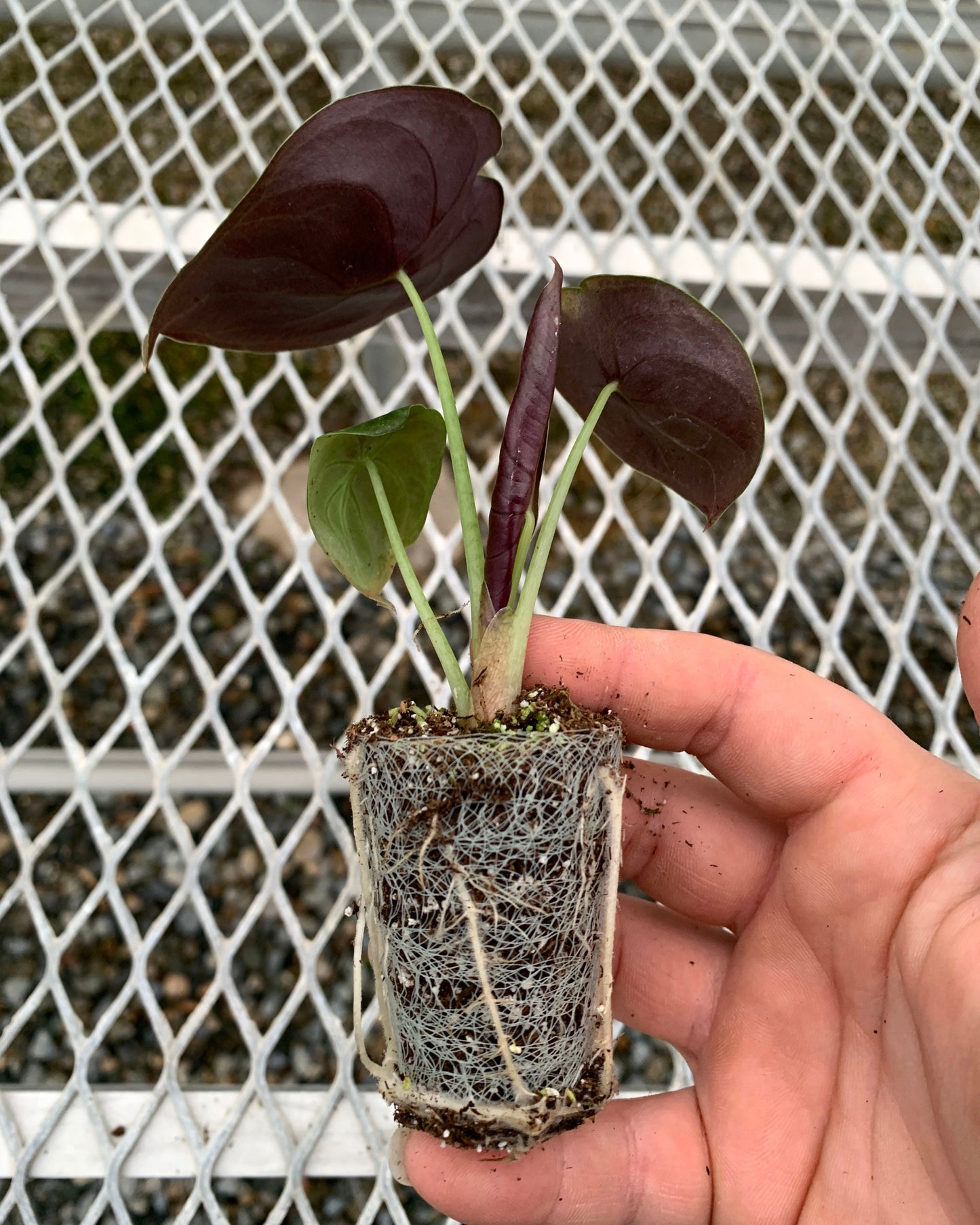 Alocasia cuprea 'Red Secret'
