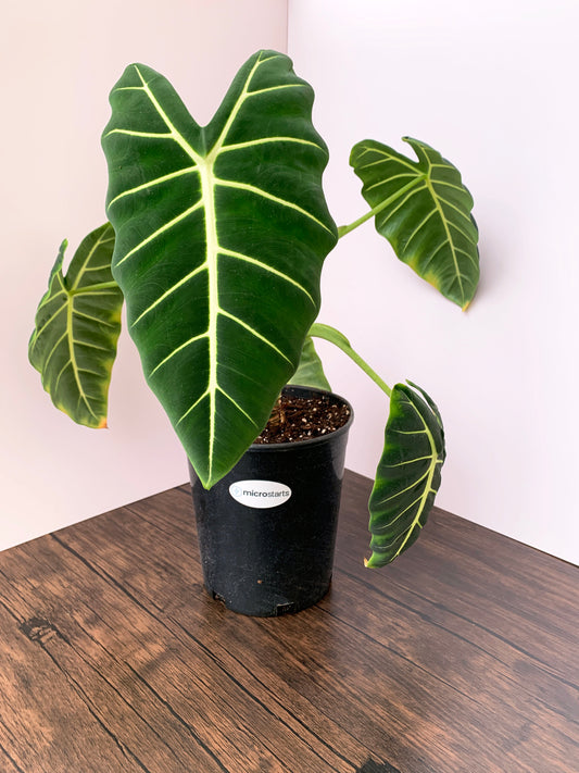 Alocasia micholitziana