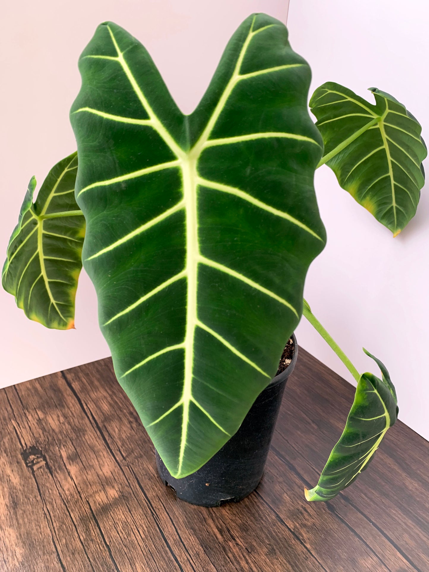 Alocasia micholitziana