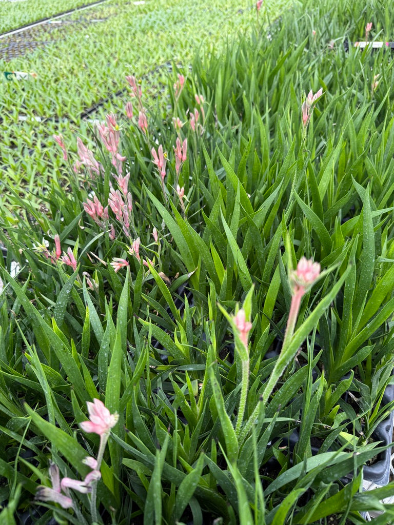 Kangaroo Paw, Anigozanthos 'Bush Ranger' Starter Plants - MicroStarts Plant Plugs 4 Pack