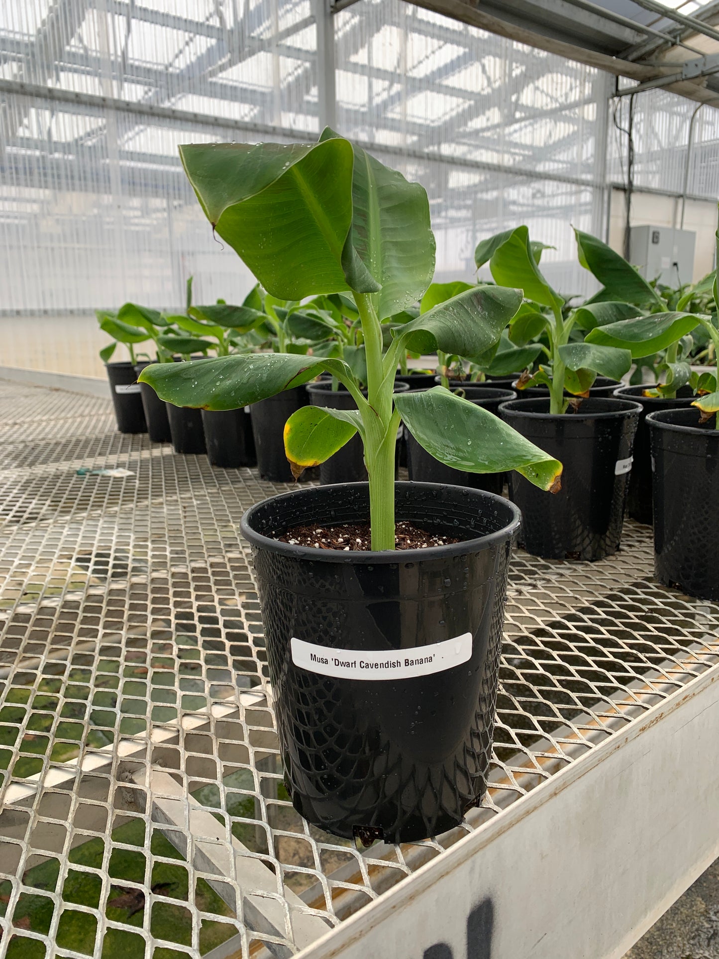 'Dwarf Cavendish' Banana 1 Gallon Tree - Musa acuminata - MicroStarts