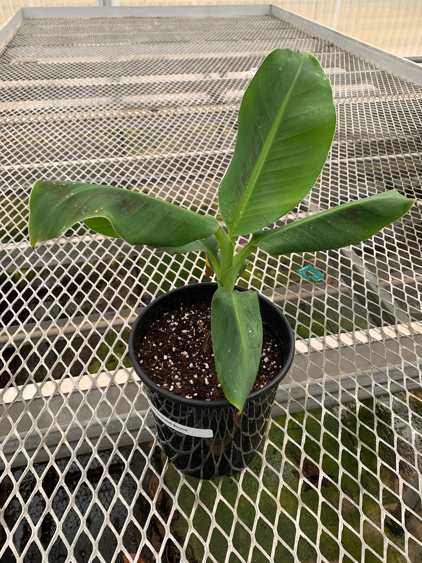 'Dwarf Cavendish' Banana 1 Gallon Tree - Musa acuminata - MicroStarts