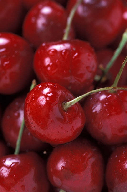 A close-up of ripe Bing cherries. They are a bright, darker red with green stems.