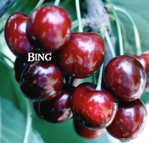 Dark red Bing cherries handing on a tree, waiting to be picked.
