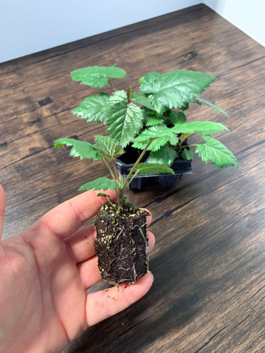 Sweet-Ark Immaculate Blackberry