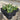 A 4 pack of young Blue Glow Agave starter plants. The agave have light to darker green leaves with redish spines.
