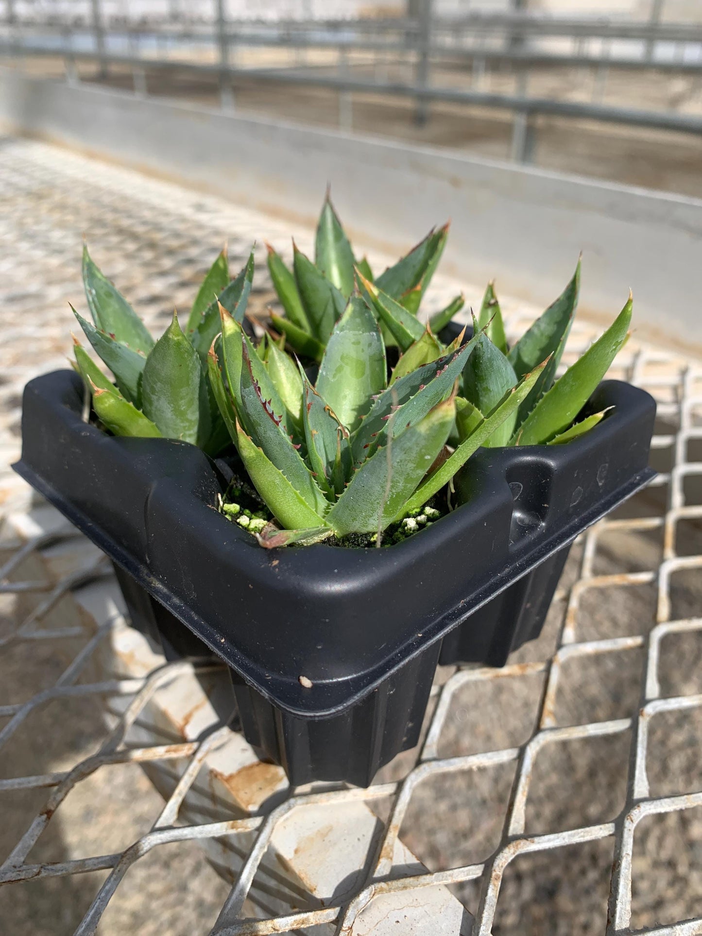 A 4 pack of young Blue Glow Agave starter plants. The agave have light to darker green leaves with redish spines.