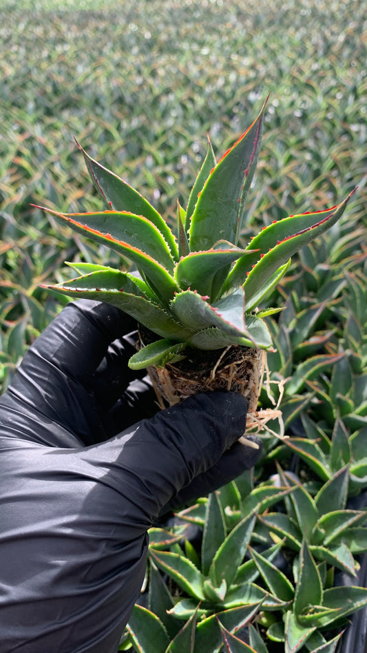 A starter Blue Glow Agave plug held up against trays of starter Blue Glow Agave plants for sale. The agave has green leaves with redish and yellow backlit edegs.