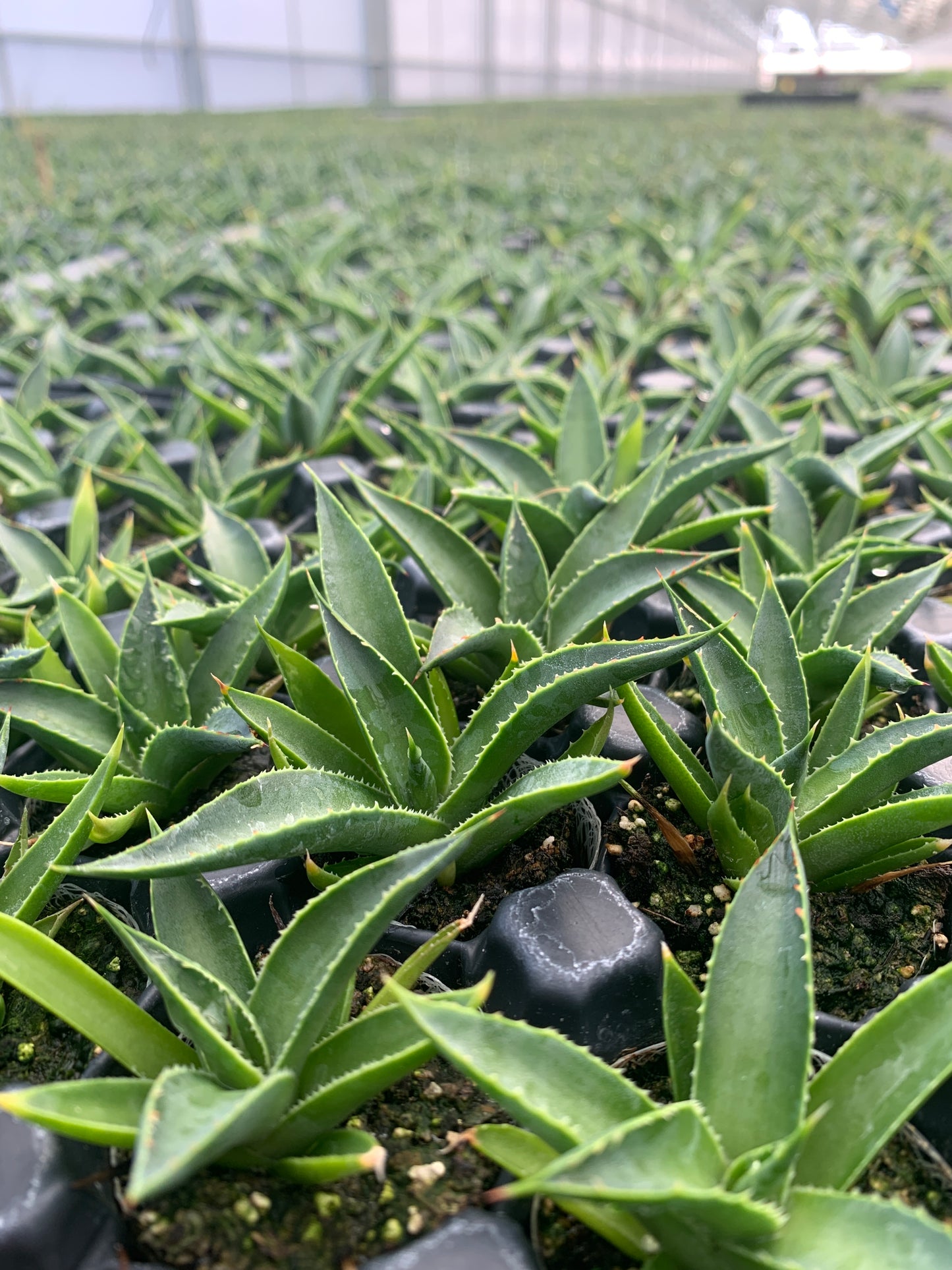 A close up of a tray of young Blue Glow Agave plants in trays. Each starter agave is in a small soil ellepot.