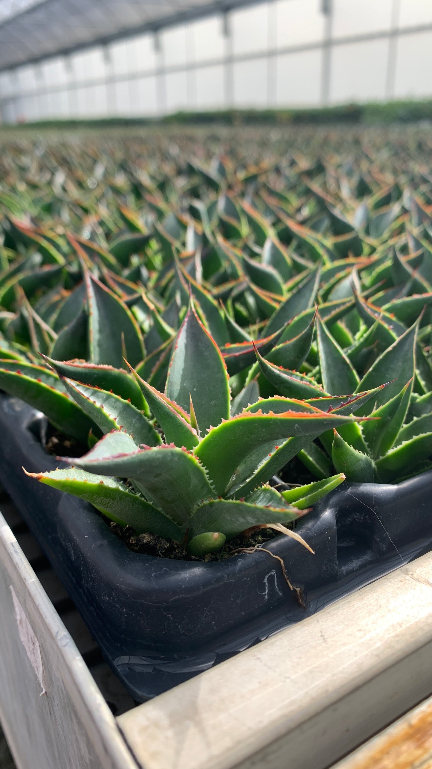 A closeup of Blue Glow Agave starter plant plugs. The plants have sunlight in the background, which illuminate their red and yellow ridges.