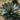 An adult Blue Glow Agave. The agave's leaves are long and bluish green, and its edges are redish and appear to glow in the light.