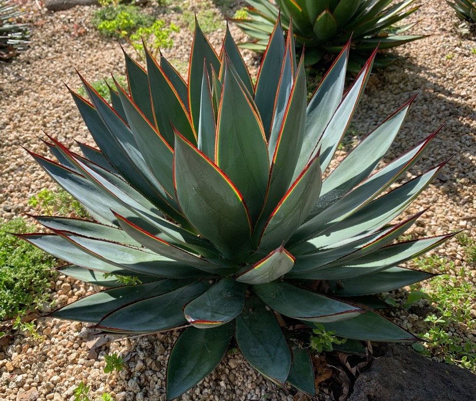 An adult Blue Glow Agave. The agave's leaves are long and bluish green, and its edges are redish and appear to glow in the light.