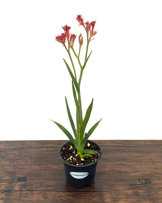 Bush Ranger Kangaroo Paw