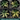 Four 1 gallon central variegated Half Moon agaves. Each plant has slightly different variegation patterns. Where variegation is present, it appears in the center of the leaf.