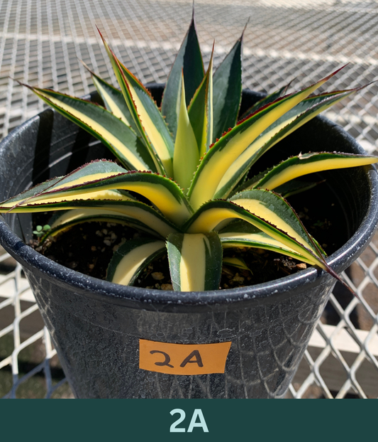 A 1 gallon central variegated Half Moon Agave. The agave has significant creamy yellow variegation in the center of its leave, with red glowing ridges on its edges.