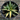 A 1 gallon central variegated Half Moon Agave seen from above. The agave has significant creamy yellow variegation in the center of its leave, with red glowing ridges on its edges.
