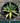 A 1 gallon central variegated Half Moon Agave seen from above. The agave has significant creamy yellow variegation in the center of its leave, with red glowing ridges on its edges.