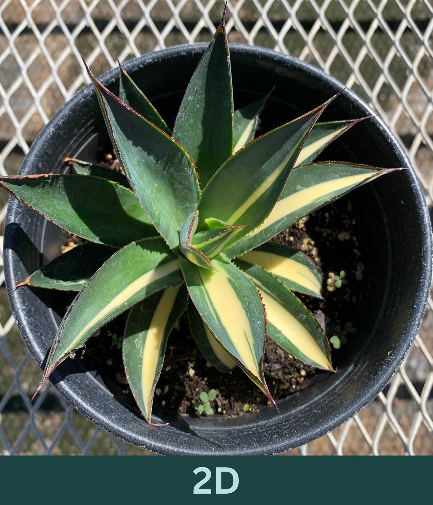 A 1 gallon central variegated Half Moon Agave seen from above. The agave has some creamy yellow variegation in the center of its leave, with red glowing ridges on its edges.