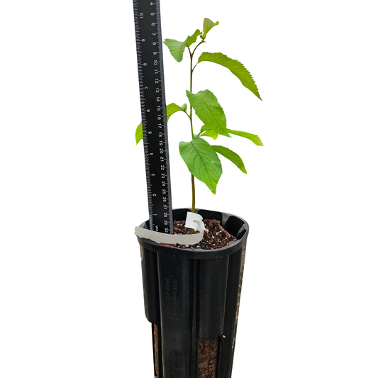 Sweetheart Cherry Tree