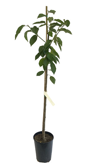 Santina Cherry Tree Jumbo Ellepot - MicroStarts