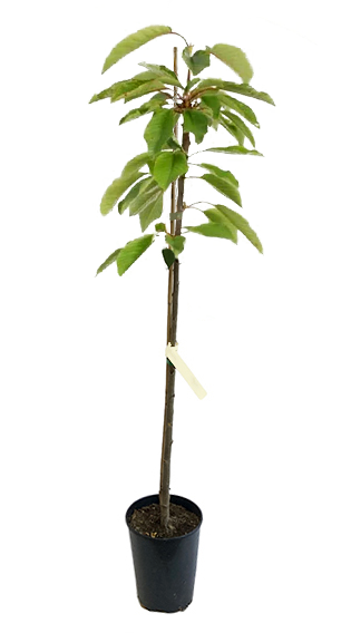 Skeena Cherry Tree Jumbo Ellepot - MicroStarts