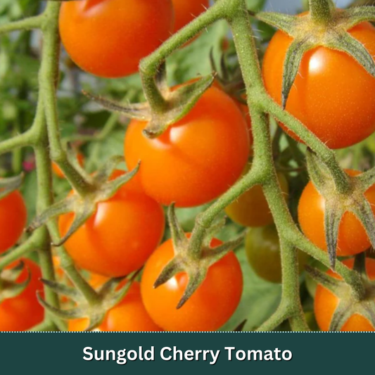 Cherry Tomato Starter Plant Variety Pack