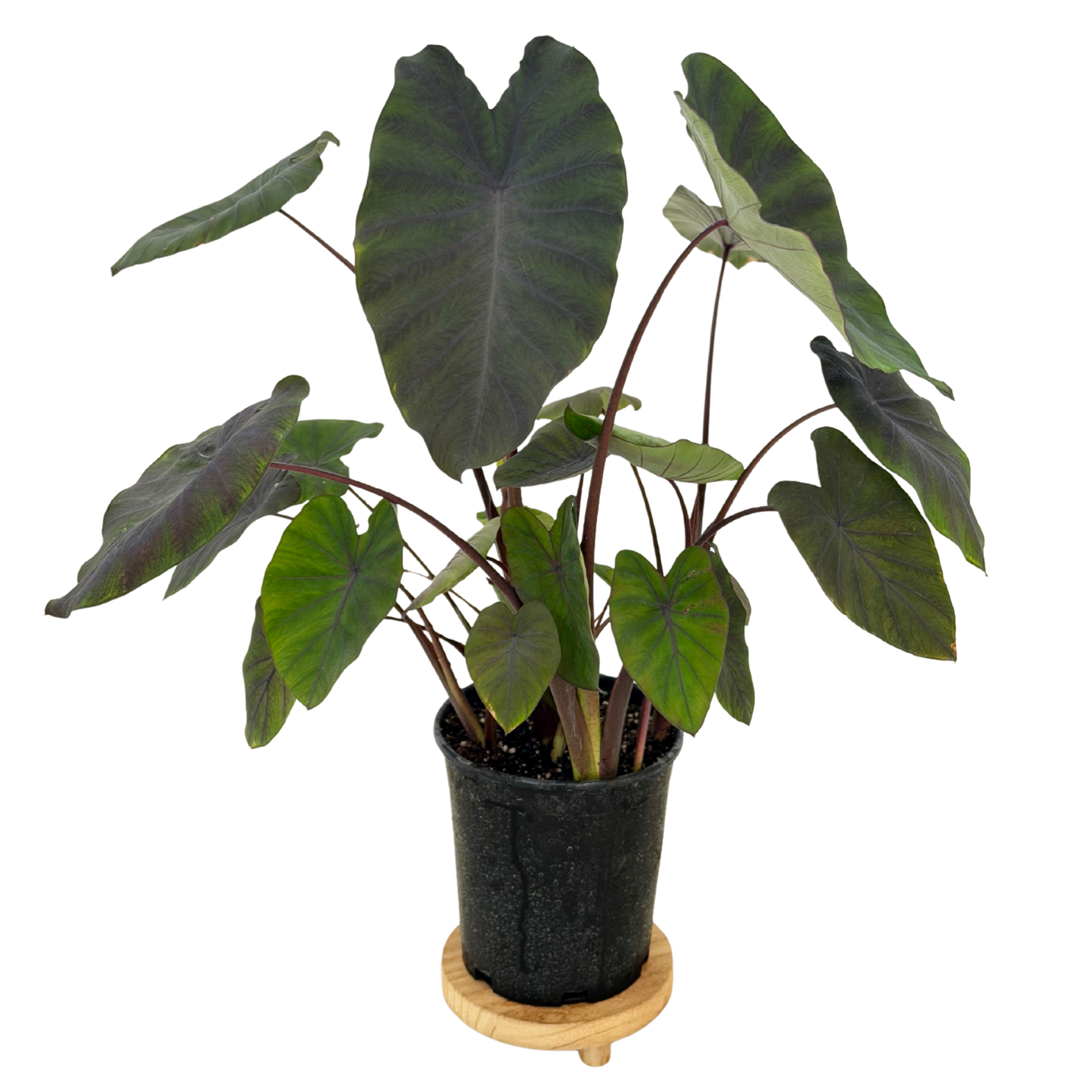 colocasia indoor plant Colocasia Black Ruffles in 1 Gallon