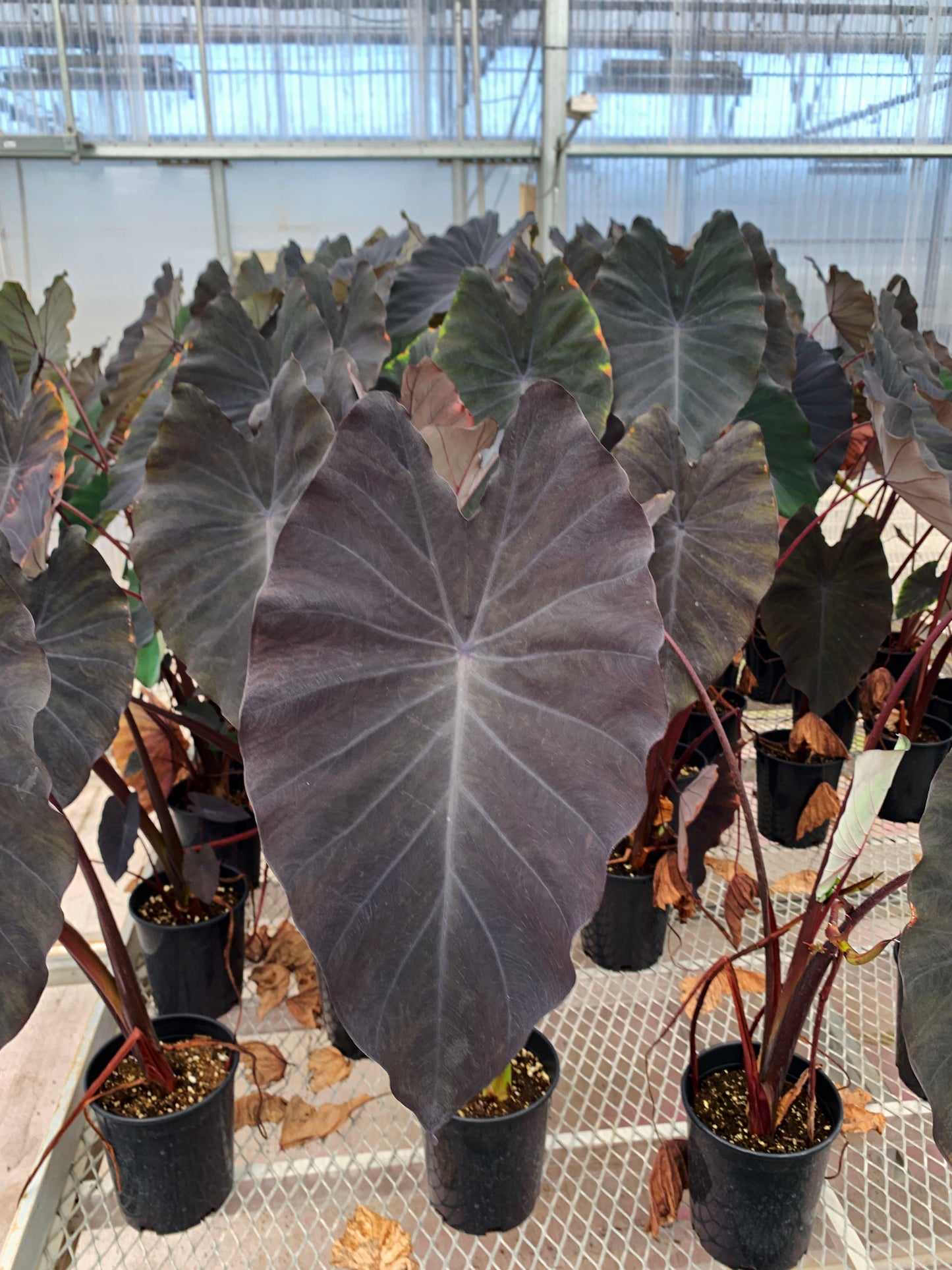 Numerous 1 gallon Colocasia 'Black Ruffles'. The large leaves range from black to dark green and green-blue.