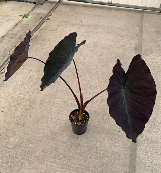A 1 gallon Colocasia 'Black Ruffles" with three large, dark leaves. Some leaves have a green or blue hue.