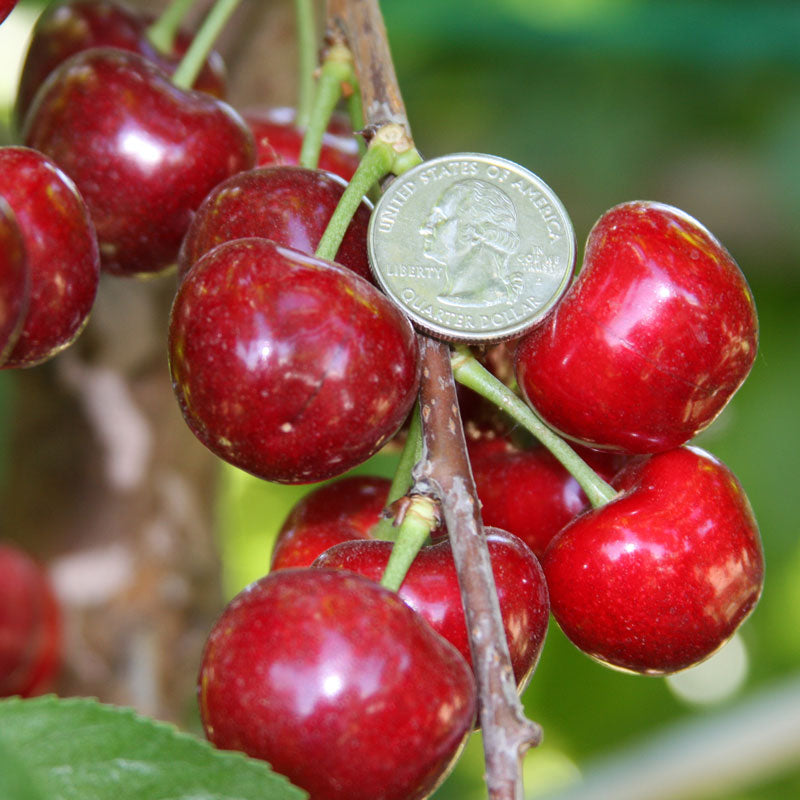 Coral Champagne cherries handing from a tree, with a US quarter next to them for scale.