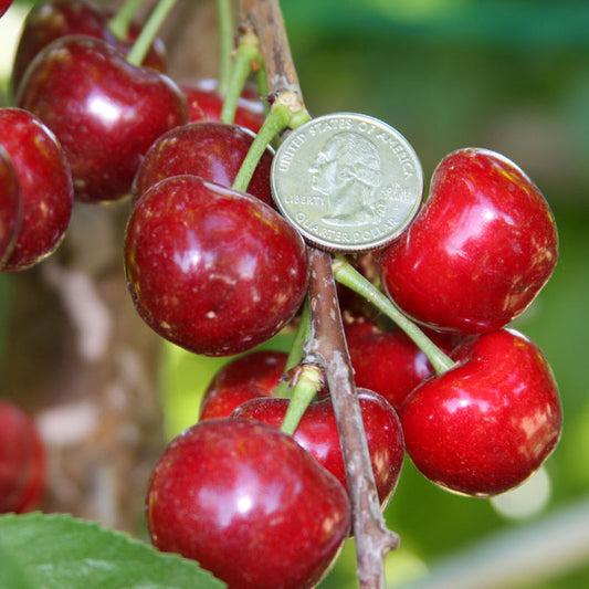 Coral Champagne cherries handing from a tree, with a US quarter next to them for scale.