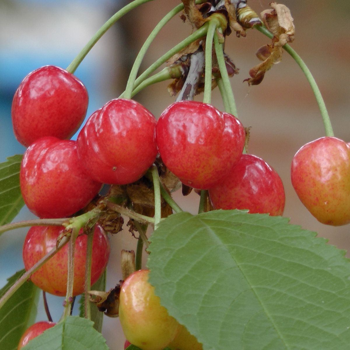 Younger Coral Champagne cherries hanging from a tree. These younger cherries are still turning their final red color.
