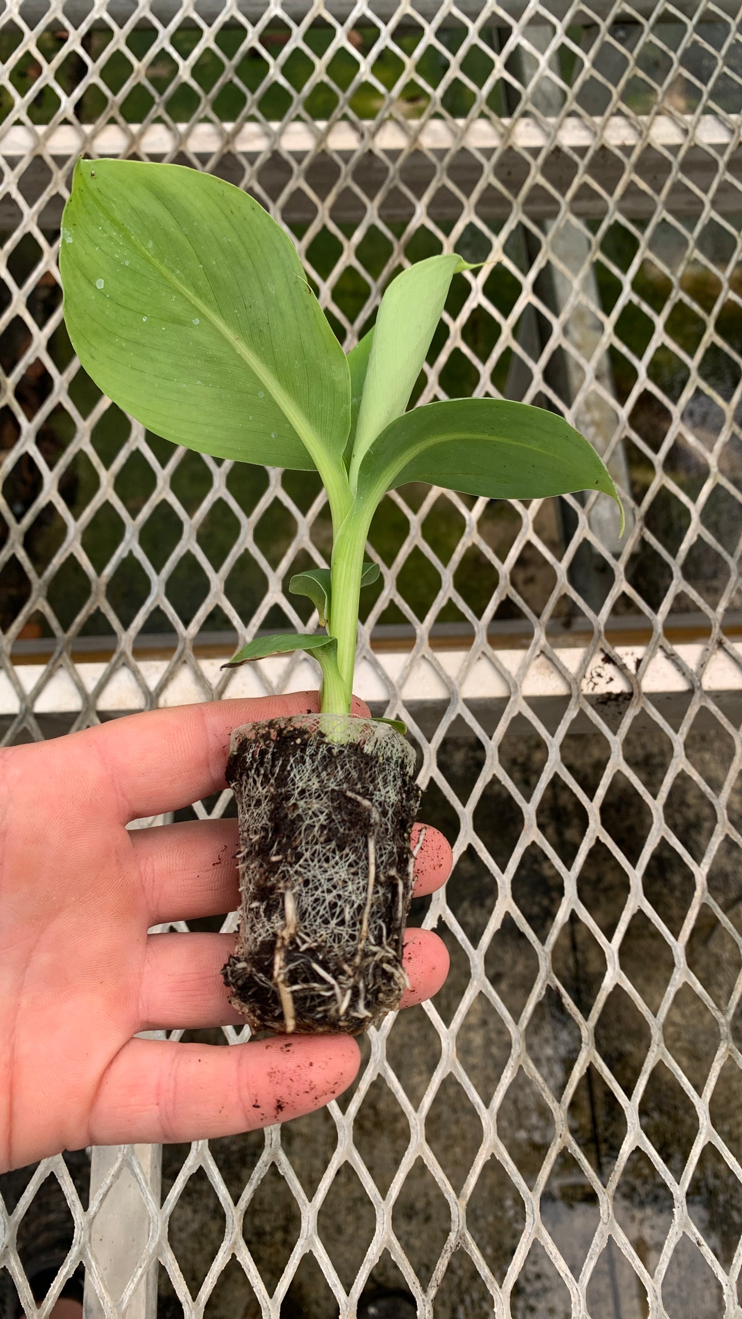 'Dwarf Cavendish' Banana Tissue Culture Starter Trees - Musa acuminata - MicroStarts Plant Plugs