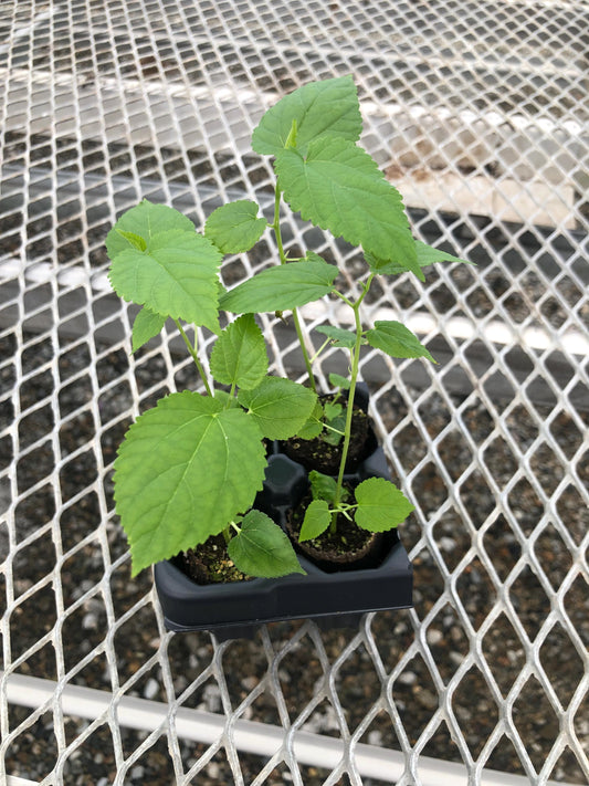 A 4 pack of Dwarf Everbearing Mulberry pictured from the side. The plants' heights vary slightly, but all have new growth and bright green leaves.