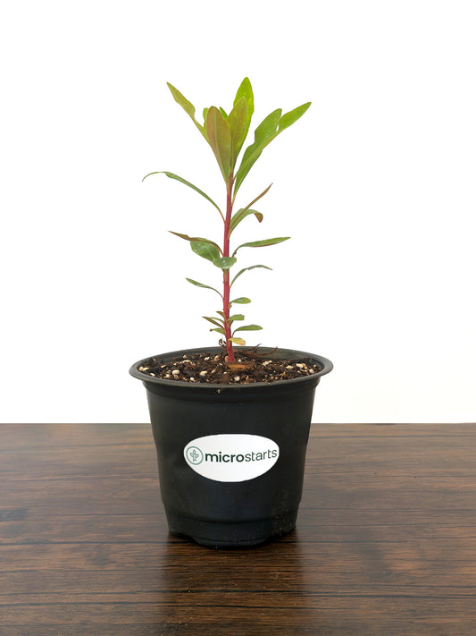 Euphorbia Tiny Tim