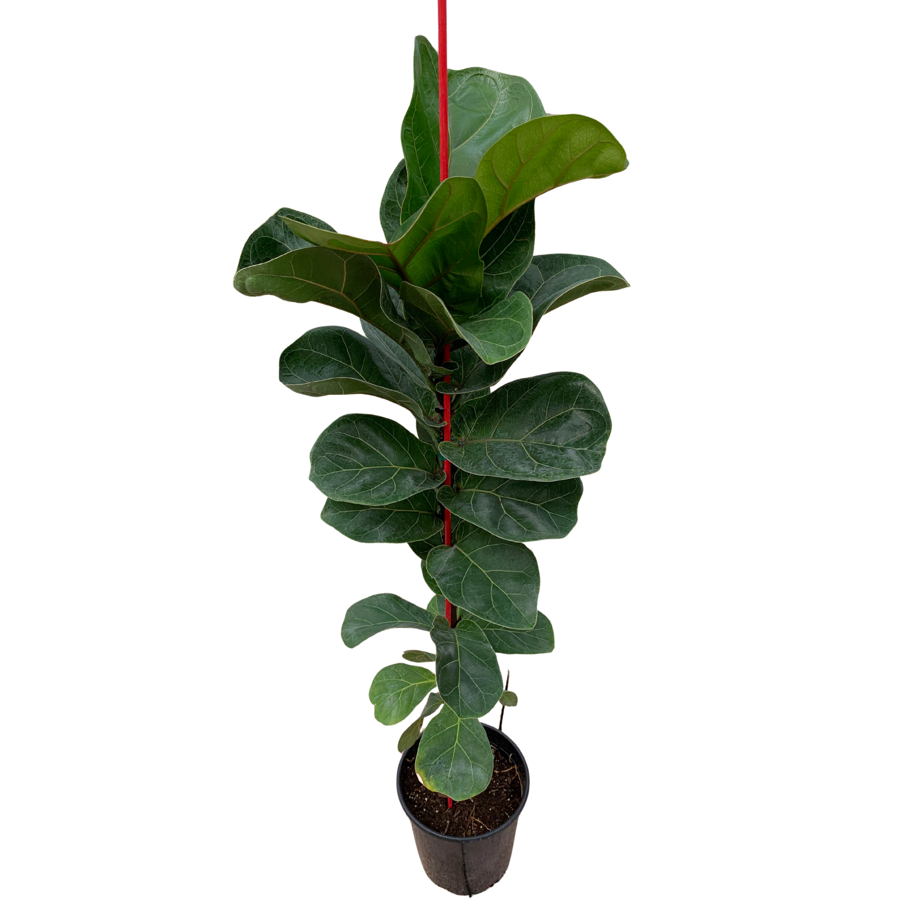 dwarf fiddle leaf fig Dwarf Fiddle Leaf Bambino in 1 Gallon
