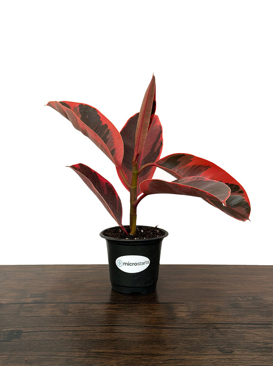 Red Ruby Rubber Plant