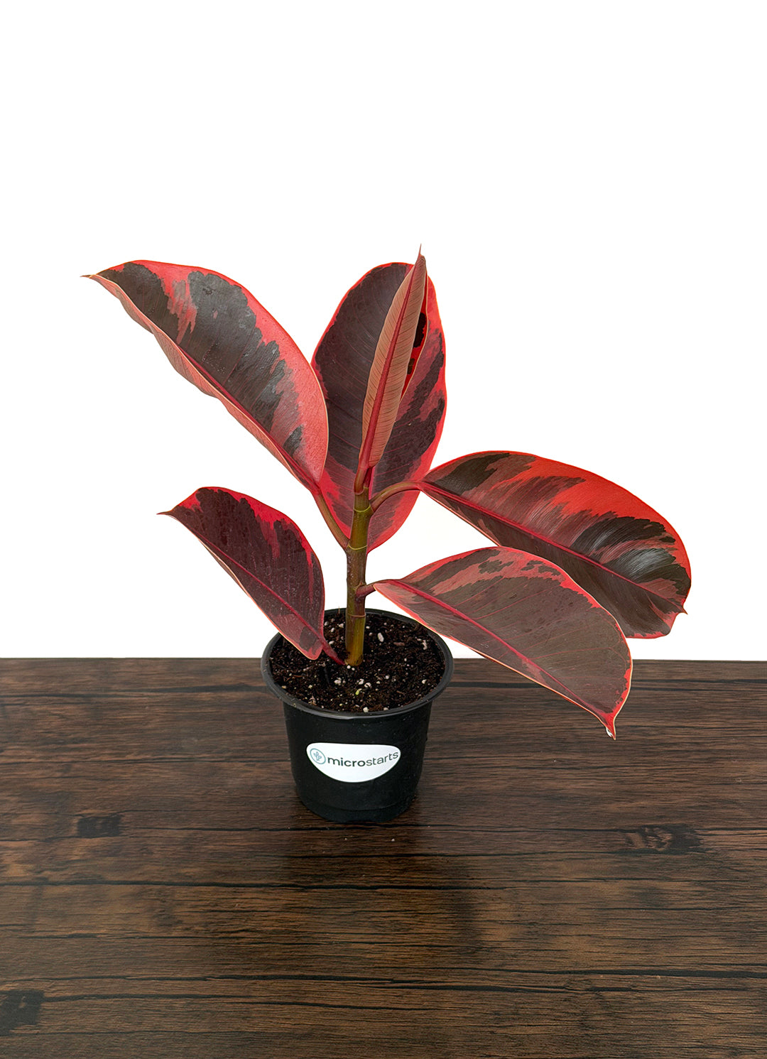 Ficus Variety Pack