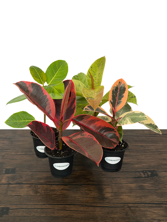 Ficus Variety Pack