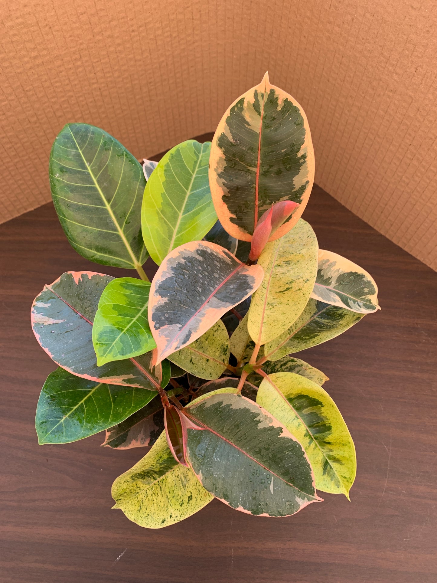 A view of the top of a ficus variety 4 pack, which includes 1 each of Ficus altissima and Ficus elastica 'Ruby', 'Shivereana', and 'Tineke'. The ficuses range in color from red/pink to yellow to various shades of green. The ficuses display some lighter pink new growth.