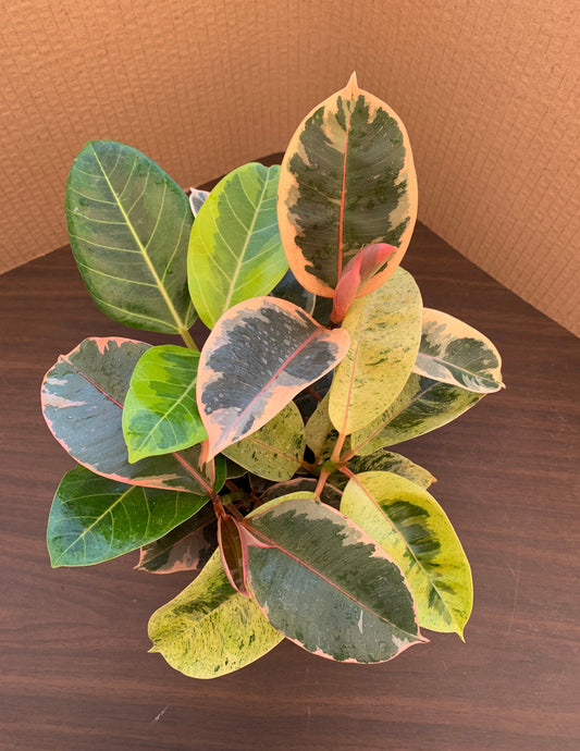 A view of the top of a ficus variety 4 pack, which includes 1 each of Ficus altissima and Ficus elastica 'Ruby', 'Shivereana', and 'Tineke'. The ficuses range in color from red/pink to yellow to various shades of green. The ficuses display some lighter pink new growth.