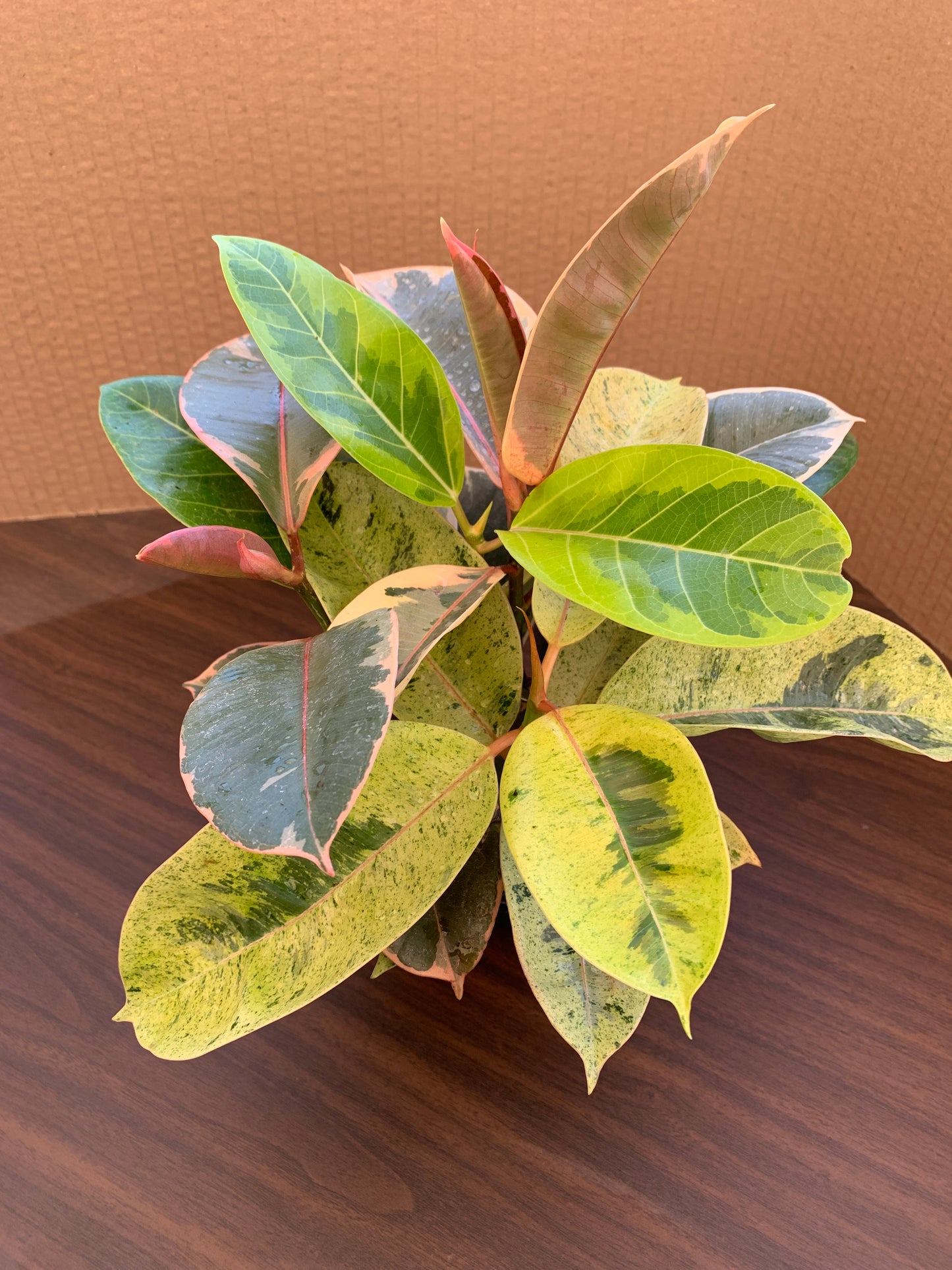 A side view of a ficus variety 4 pack, which includes FIcus altissima and Ficus elastica 'Ruby', 'Shivereana', and 'Tineke'.