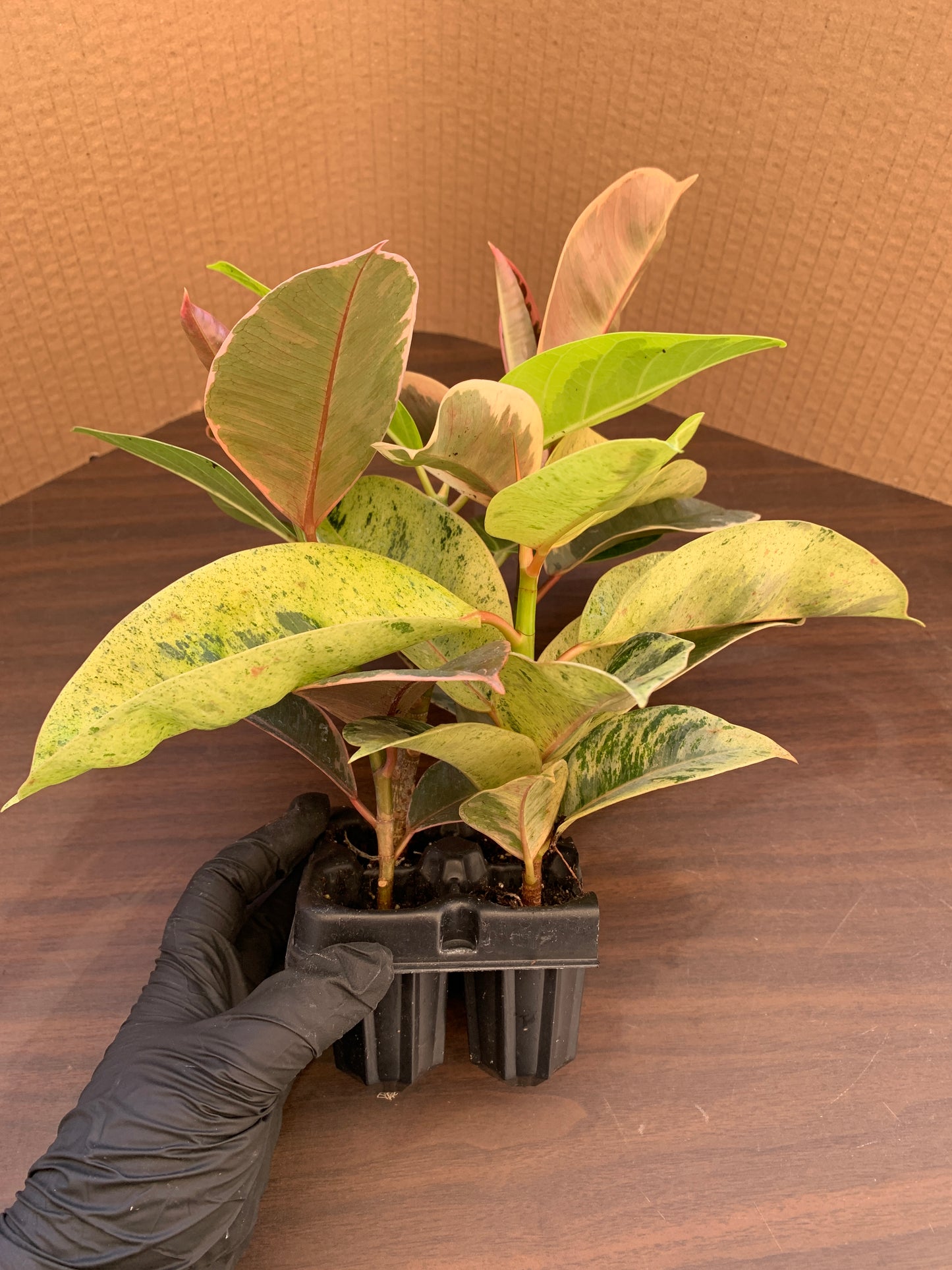 A side view of a ficus variety 4 pack, which includes FIcus altissima and Ficus elastica 'Ruby', 'Shivereana', and 'Tineke'. Each of the ficus plants shows a firm central stem. The starter plants are in a black four count tray.