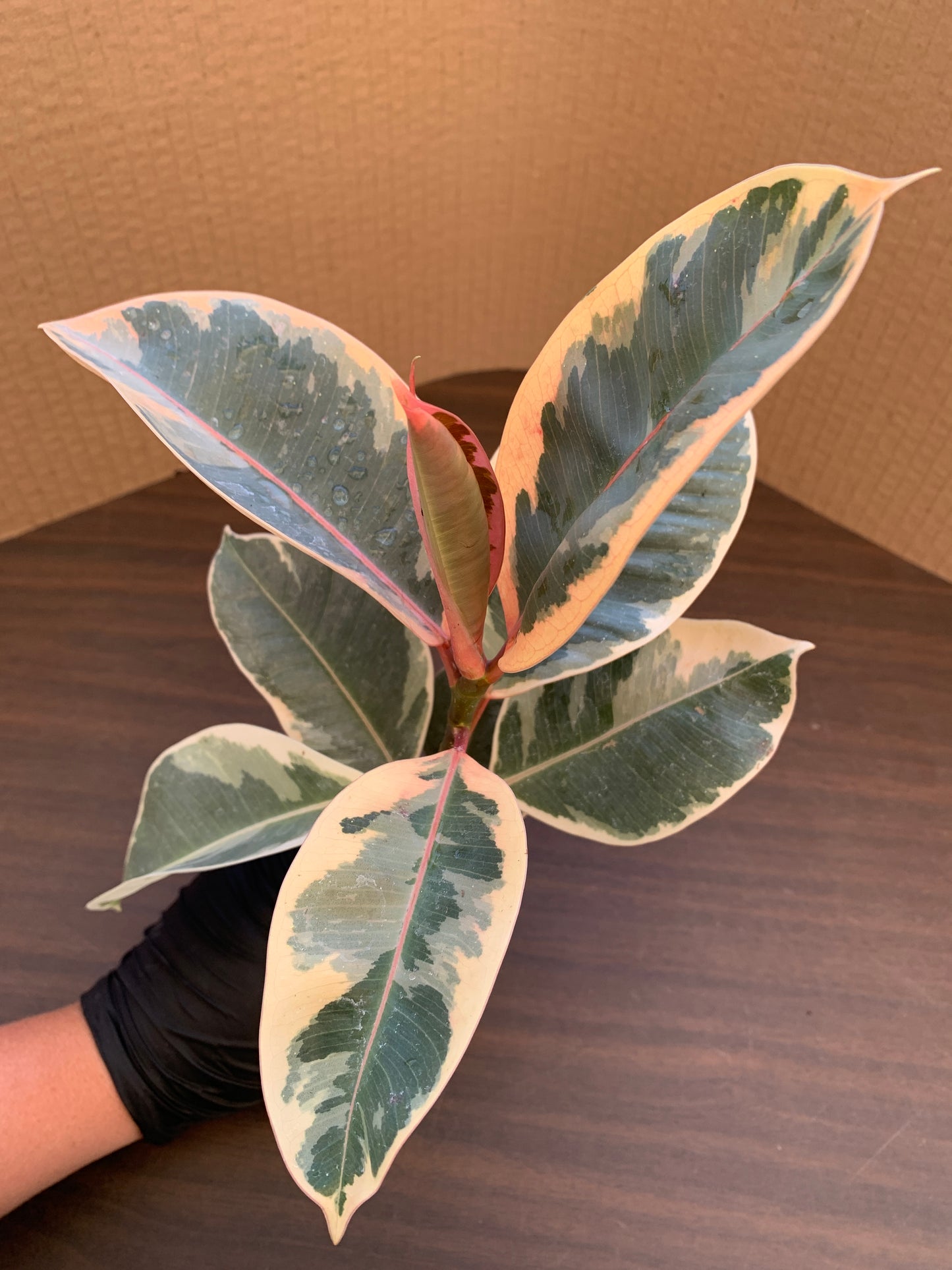 A Ficus elastica 'Ruby'. Each ficus variety pack includes on Ruby ficus starter plant.