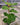 A 1 gallon Ficus altissima 'Variegata' from the side. The plant has a sturdy stem, and the leaves show white veins and a mix of light green and dark green coloration.