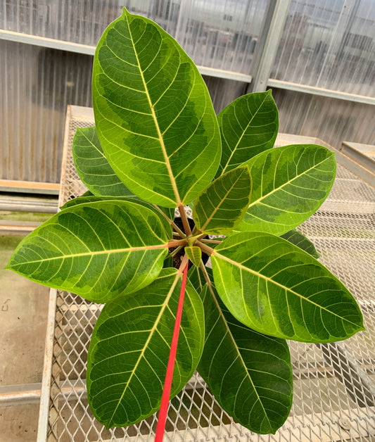 A 1 gallon Ficus altissima 'Variegata' from above. The leaves show white veins and a mix of light green and dark green coloration.